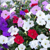 Seeds2Go Dwarf Mix Petunia seeds ready for sowing, promise dense color in garden beds.
