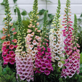 Seeds2Go foxglove mix seed pack for shade gardens attracting hummingbirds