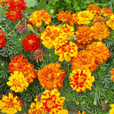 Seeds2Go French Marigold Sparky Mix bloom close-up with vibrant petals attracting pollinators