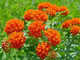 Seeds2Go orange butterfly milkweed seeds pack ready for spring planting to attract pollinators.