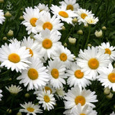 Seeds2Go Shasta Daisy Silver Princess bloom with white petals and yellow center for sunny borders.