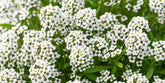 Seeds2Go Sweet Alyssum Carpet of Snow seeds for borders with fragrant white blooms.