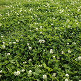 Seeds2Go white clover seeds nitro-coated packaging ready for quick sowing.