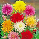 Seeds2Go Zinnia Cactus Flowered Mix seed packet showing vibrant colors for pollinator-friendly beds.