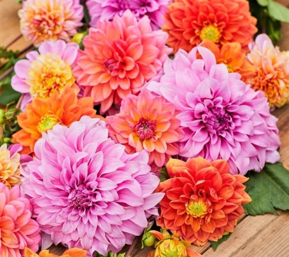 Seeds2Go zinnia giant-dahlia mix blooms in bold colors for borders