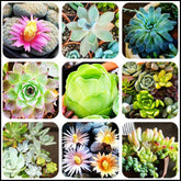SEEDS4SPRING mixed succulents seeds pack for vibrant patio planters
