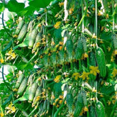 SeedsUA Titus F1 cucumber seed pack for early harvest planning.