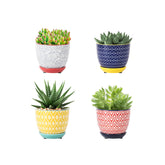 Selamica 3.5-inch succulent pot with drainage for healthy roots.