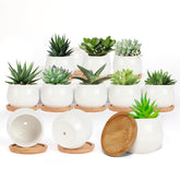 SHECIPIN matte white ceramic succulent pot with drainage promotes healthy root growth.