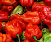 Sherwoods Seeds Aji Dulce Red seed packet for planting, offering sweet peppers for home gardens.