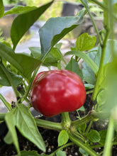 Sherwoods Seeds cherry round Calabrian pepper seeds pack, heirloom quality for flavorful harvests.