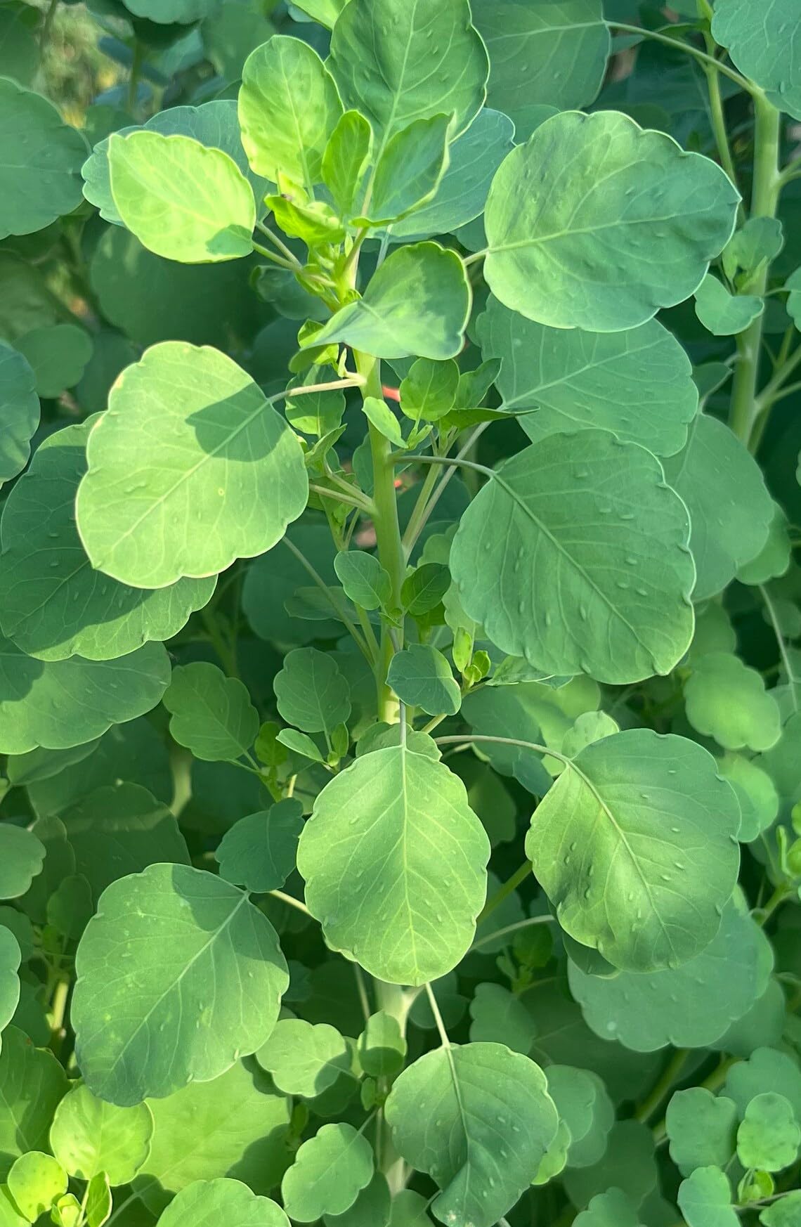 Sherwoods Seeds papalo papaloquelite seed pack for fresh Bolivian coriander flavor in meals.