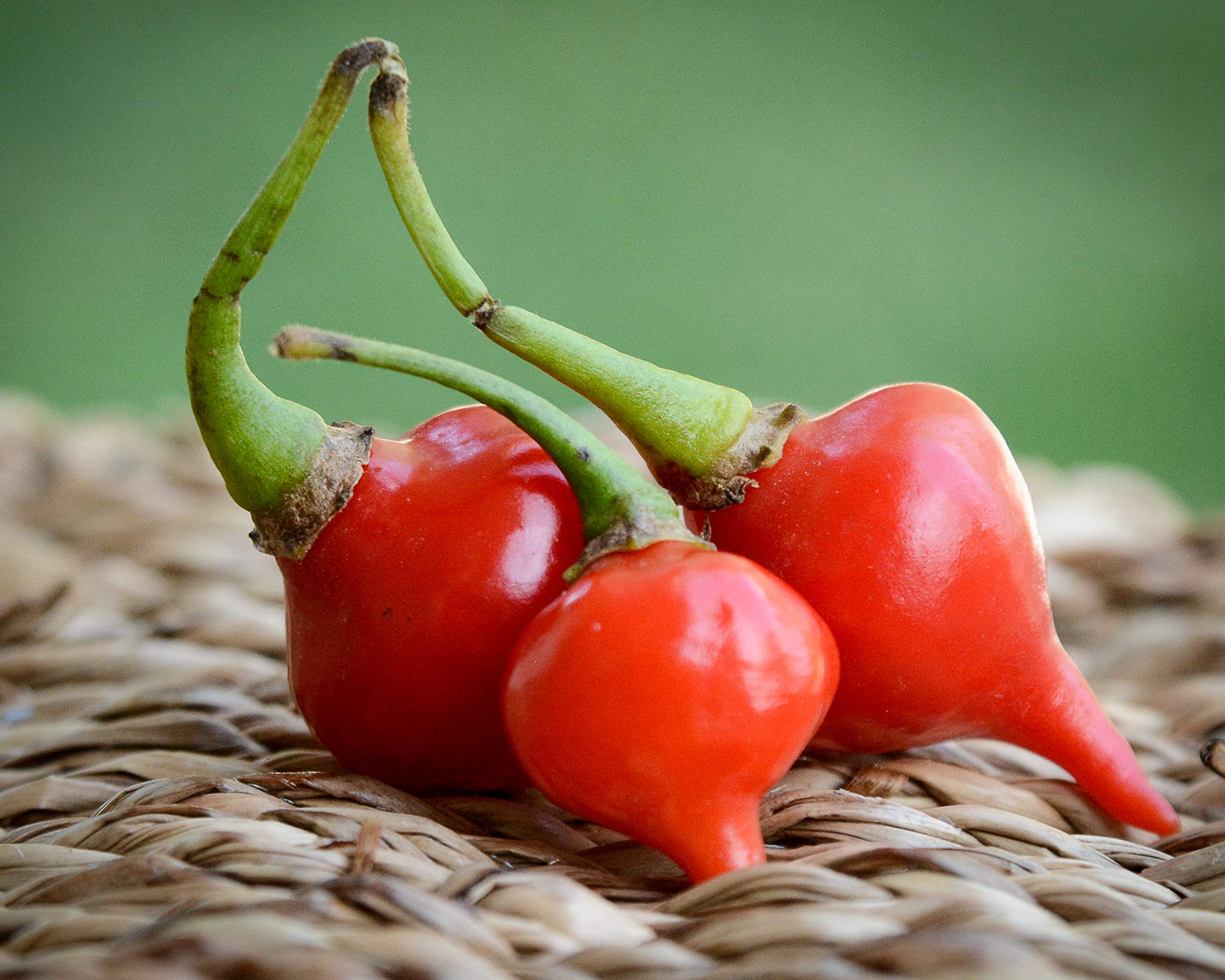 Sherwoods Seeds red biquinho chupetinho pepper seed pack for colorful pickles and fresh eating