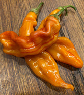 Sherwoods Seeds Striped Sugar Rush pepper pod with lime green to peach red stripes for eye-catching harvests