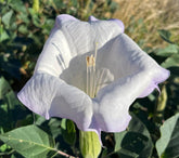 Sherwoods Seeds Toloache Wrightii Moonflower seed pack—desert-ready blooms for dramatic evenings.