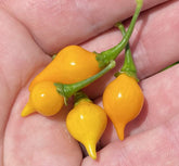 Sherwoods Seeds Yellow Biquinho Chupetinho pepper close-up ripe fruit for fresh eating.