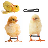 Shitailu baby chick splay-leg hobble brace supports newborn chicks gently