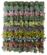 Shop Succulents 64-pack live mini succulents in grow pots for easy home or event decor.