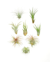 Shop Succulents air plant assorted collection 1 showcases easy, soil-free greenery for modern displays.