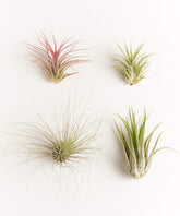 Shop Succulents assorted air plants 4-pack ready for terrarium display and home decor.