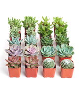 Shop Succulents assorted mini pack in pots for stylish home decor.