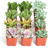 Shop Succulents assorted mini pack grow pots for easy home decor and gifting.