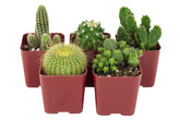 Shop Succulents Cant Touch This assorted cacti in 2-inch pots ready to brighten a shelf