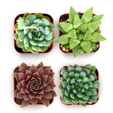 Shop Succulents Echeveria Rosette 2in pot 4-pack adds vibrant color to home décor and gifts.