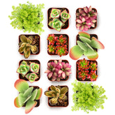 Shop Succulents Endless Summer 12-Pack: live mini succulents for vibrant, low-maintenance decor.