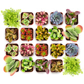 Shop Succulents Endless Summer Pack mini succulent plant for bright, low-maintenance decor.