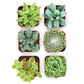 Shop Succulents mixed pack six varieties in 2-inch pots for easy display