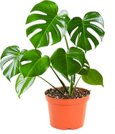 Shop Succulents Monstera Deliciosa in a 6 inch pot adds tropical vibe to any room