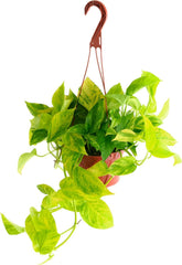 Shop Succulents Pothos Neon Queen leaf close-up highlighting neon-green and white variegation.