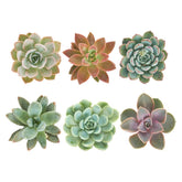 Shop Succulents rosette succulent collection in a six-pack for modern decor and versatility