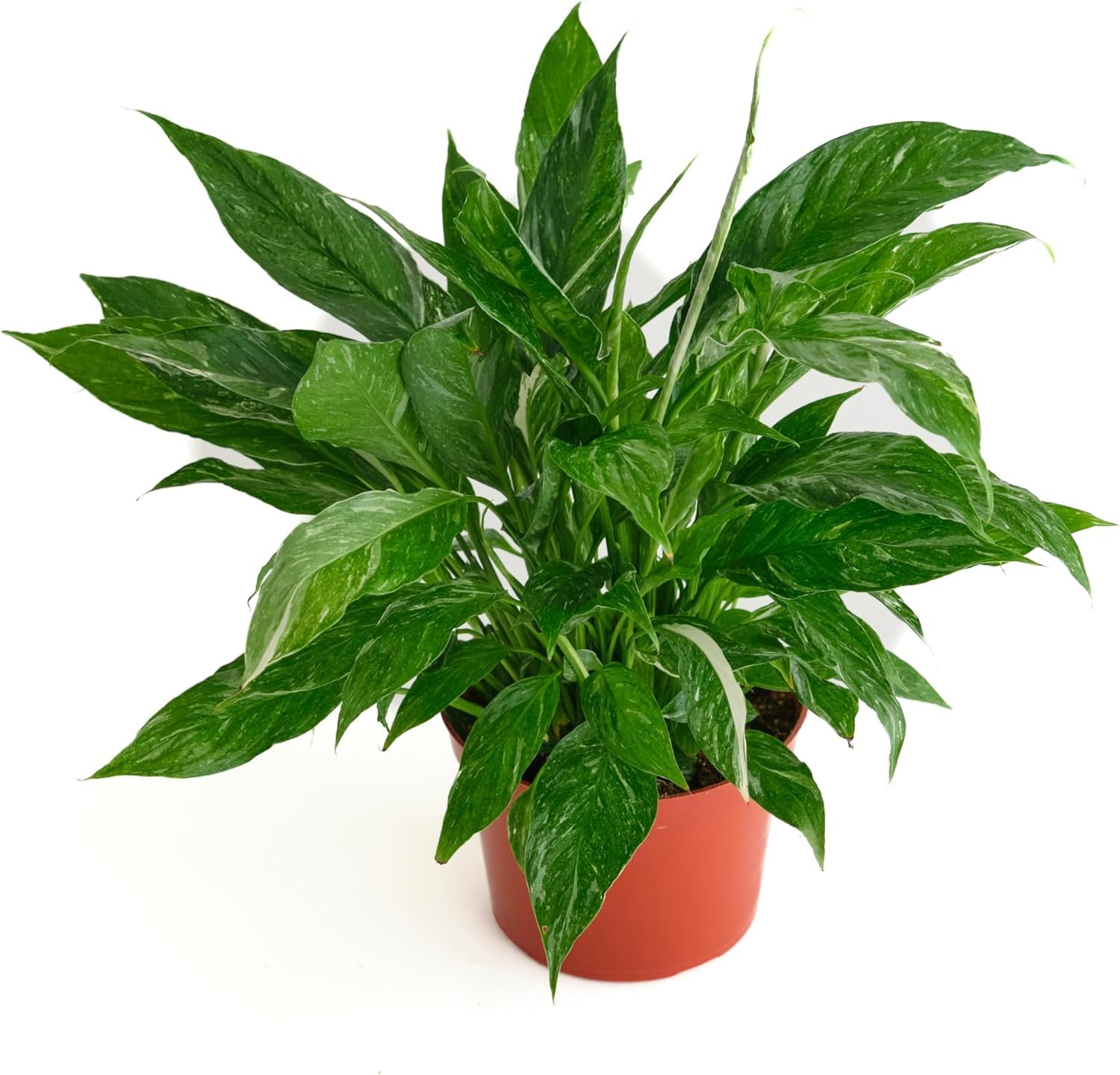 Shop Succulents Spathiphyllum Domino variegated leaves brighten living spaces and add elegance