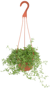 Shop Succulents String of Dolphins hanging plant in a 6-inch pot for easy indoor greenery.