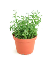 Shop Succulents String of Dolphins hanging plant with dolphin-shaped leaves enhances visual interest in bright spaces.