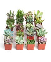 Shop Succulents unique mini pack: 20 live succulents for effortless home decor.