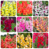 Snapdragons mix seed pack showcasing bright colors for borders and cut flowers