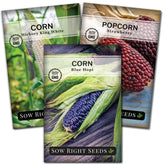 Sow Right Seeds Blue Hopi corn packet ready for home garden soil planting.