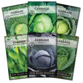 Sow Right Seeds Jersey Wakefield cabbage head, compact and ideal for spring harvests.