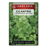 Sow Right Seeds cilantro seeds bulk 1oz for abundant home harvests