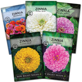 Sow Right Seeds Luminosa pink zinnia bloom for vibrant garden display