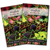 Sow Right Seeds Coleus Rainbow Mix seed packets show vibrant color variety for gardens