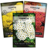 Sow Right Seeds common white yarrow seeds for vibrant borders and pollinator support