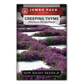 Sow Right Seeds creeping thyme ground cover with lavender blossoms across a border