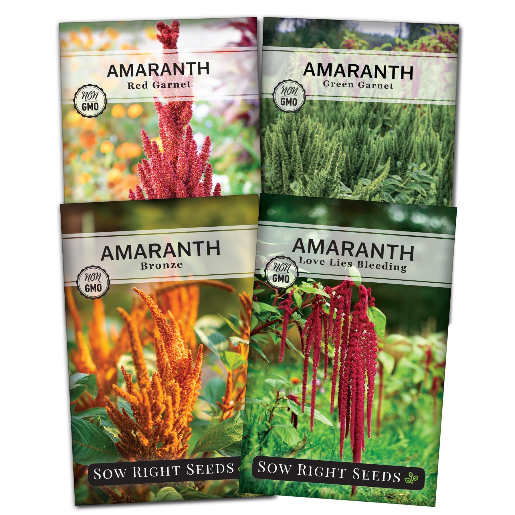 Sow Right Seeds Green Garnet amaranth seed with vibrant foliage for greens and height.