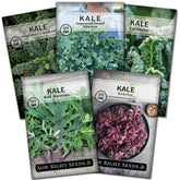 Sow Right Seeds Lacinato kale seeds—tender leaves ideal for salads.