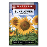 Sow Right Seeds Mammoth sunflowers bulk packet ready for planting and harvest.