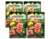 Sow Right Seeds moss rose seeds bloom close-up with vibrant double flowers.